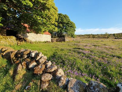 Devon Wildlife Trust
