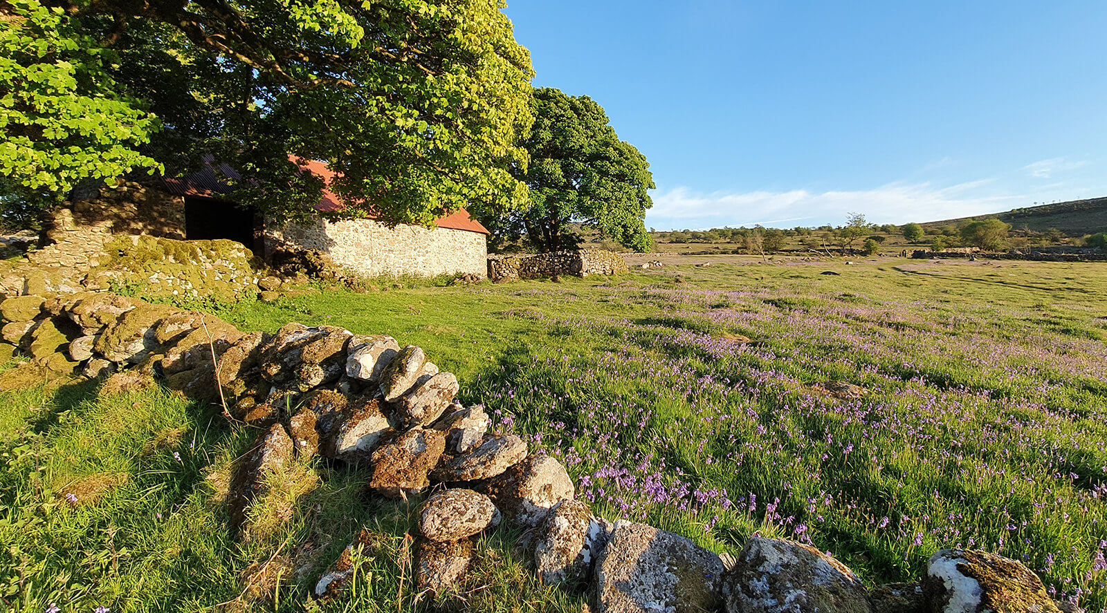 Devon Wildlife Trust