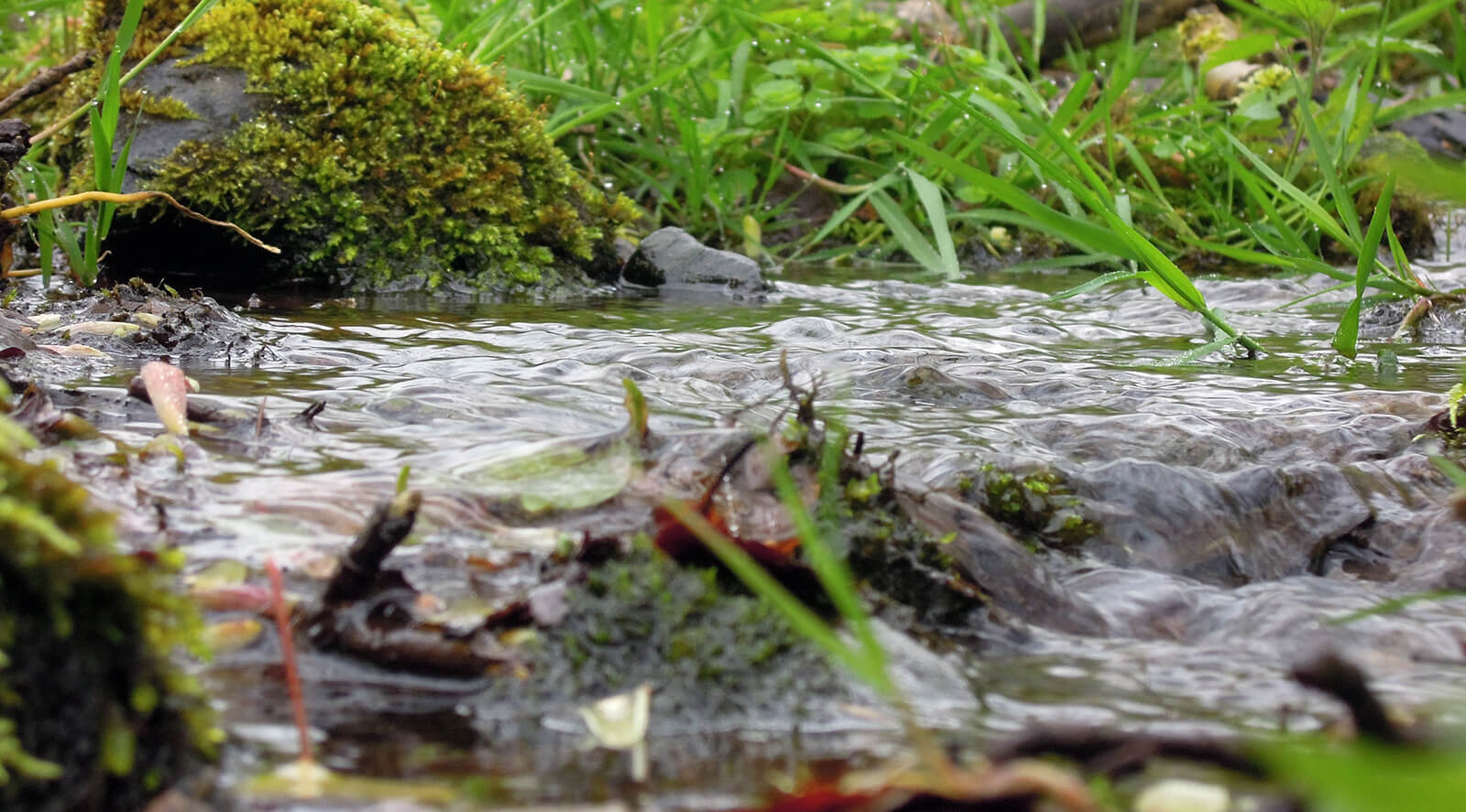 Stream