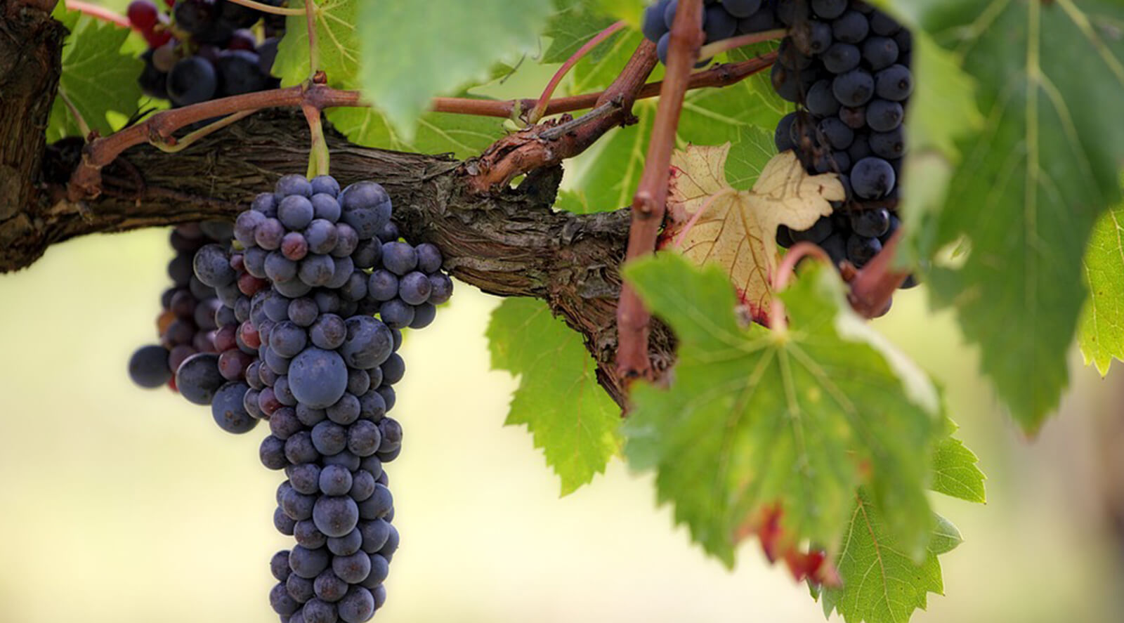 Lyme Bay Winery