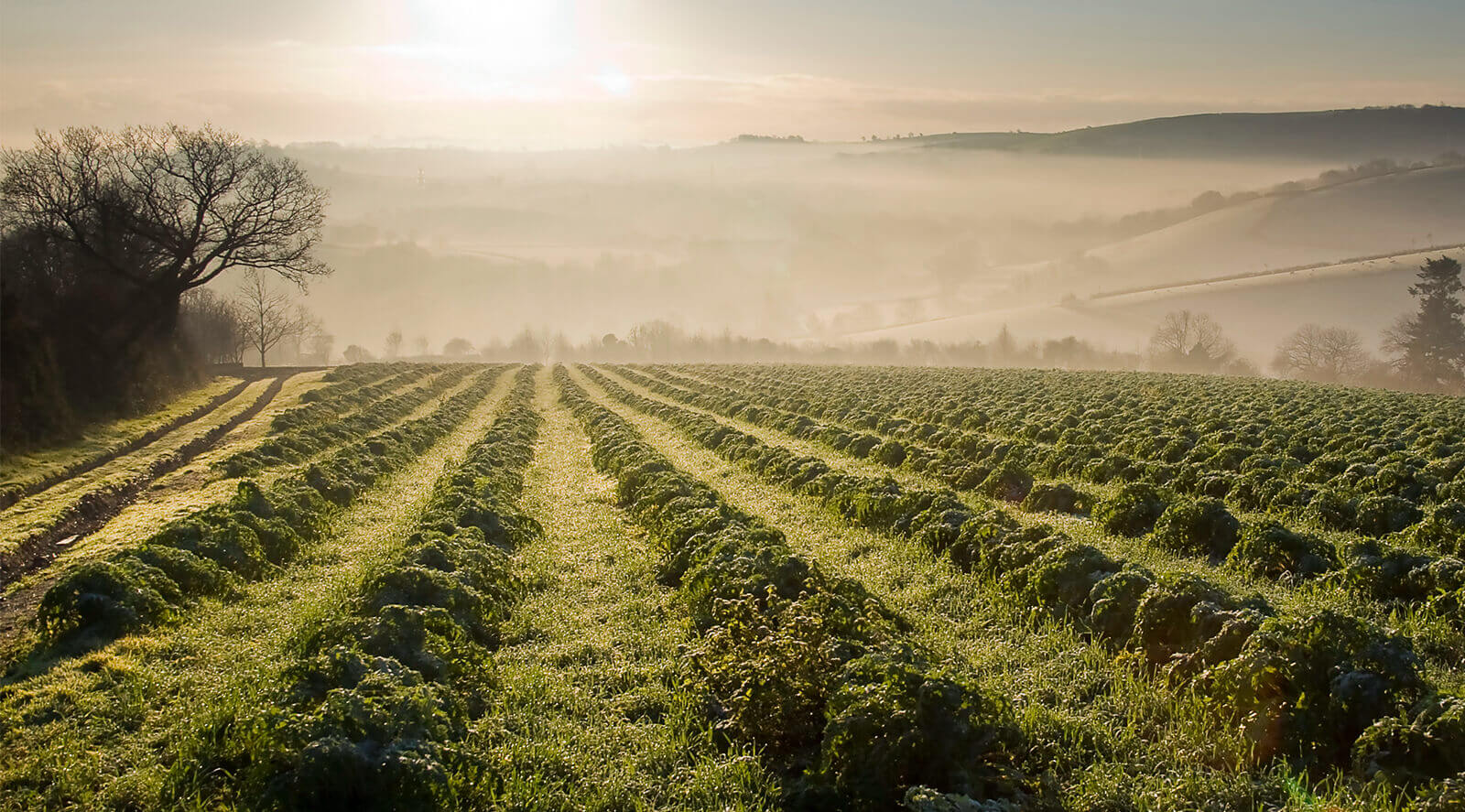 Riverford Organics