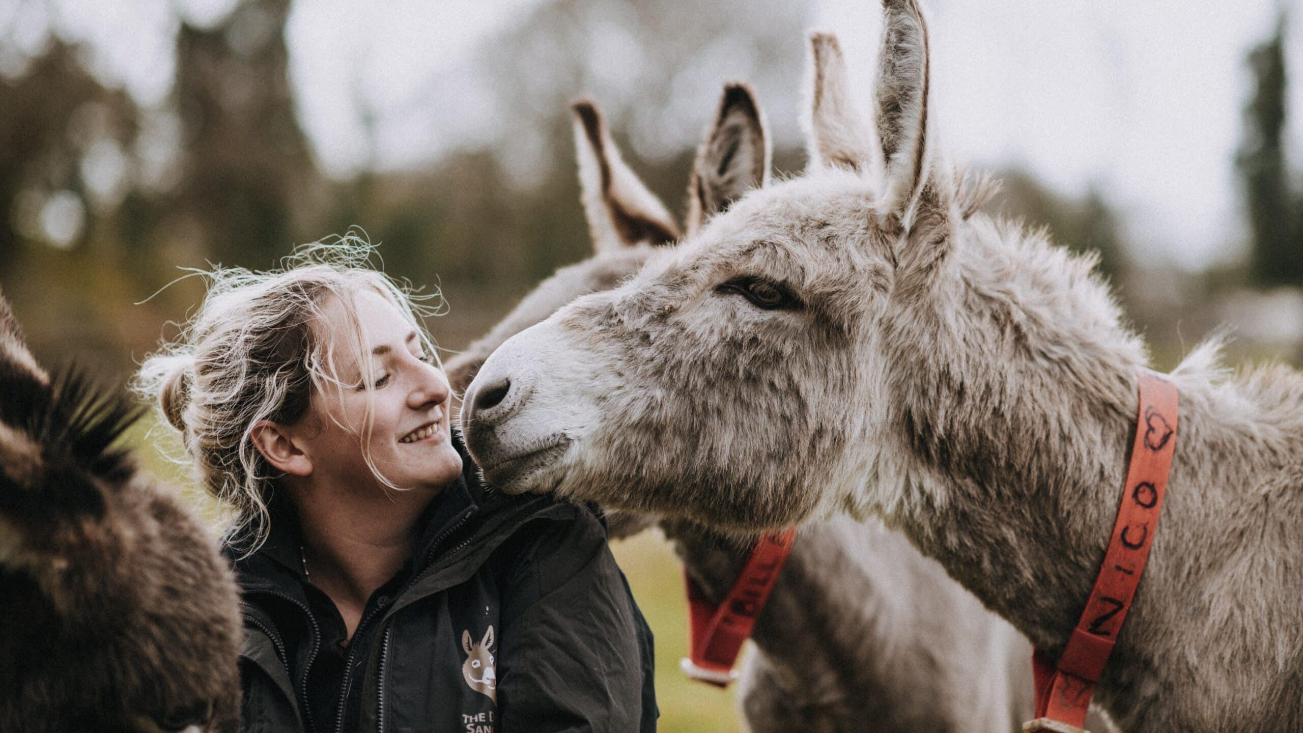 The Donkey Sanctuary