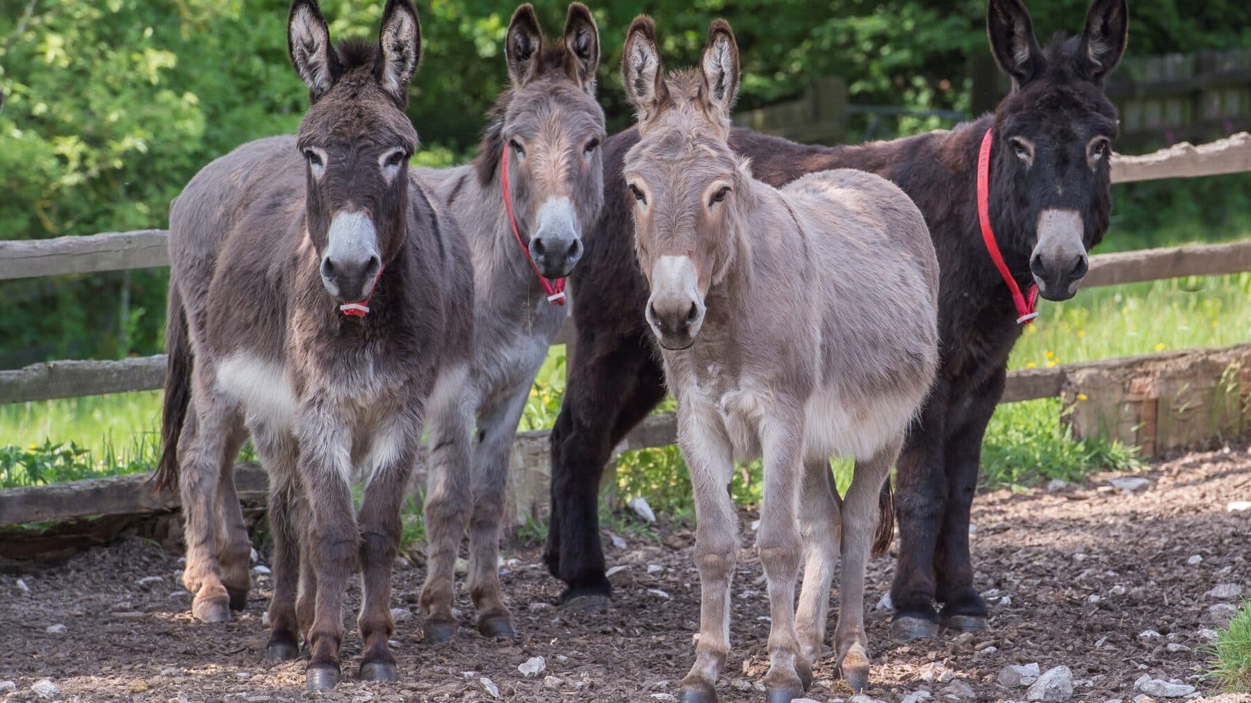 The Donkey Sanctuary
